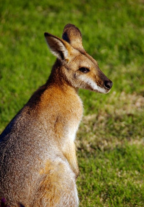 Wallaby, Rednecked Wallaby, Australia, Queensland, Marsupial, Laukiniai, Kengūra
