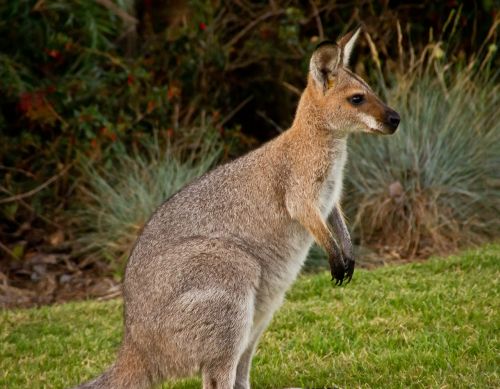 Wallaby, Marsupial, Gyvūnas, Australia, Raudonų Kaklo Wallaby, Laukiniai, Gimtoji, Queensland, Žinduolis