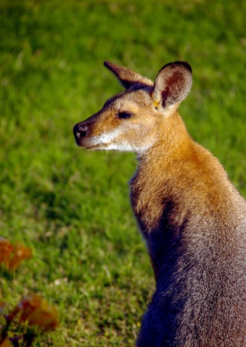 Wallaby, Rednecked Wallaby, Ausys, Australia, Queensland, Marsupial, Laukiniai, Kengūra, Laukinė Gamta