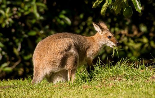Wallaby, Rednecked Wallaby, Moteris, Valgymas, Australia, Queensland, Marsupial, Laukiniai, Kengūra, Laukinė Gamta
