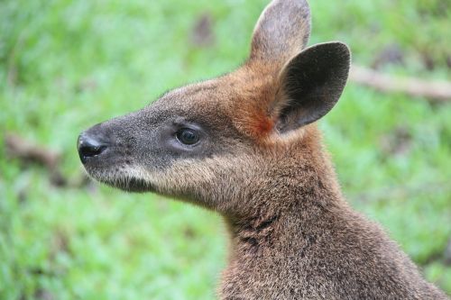 Wallaby,  Kengūra,  Australia,  Gamta,  Gyvūnas
