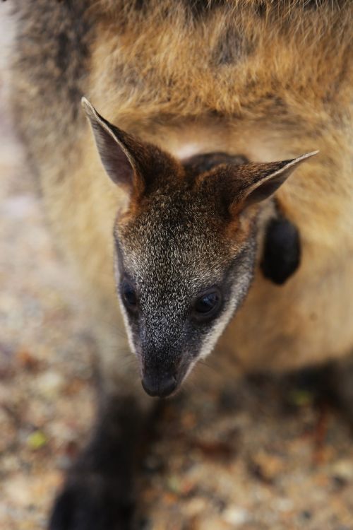 Wallaby, Joey, Australia, Marsupial, Maišas, Laukinė Gamta, Gyvūnas