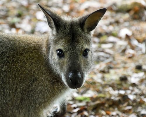 Wallaby De Bennet, Iš Arti, Galva