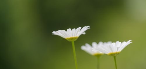 Tapetai, Žalias, Gėlės