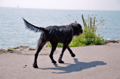 Šuo,  Gyvūnas,  Naminis Gyvūnėlis,  Vaikščioti,  Žaisti,  Parkas,  Žygiai,  Vanduo,  Ežeras,  Walker