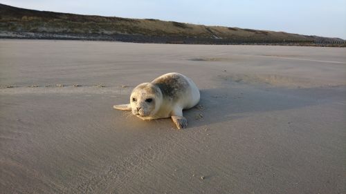 Wangerooge, Robbe, Paplūdimys, Sunshine, Sunrise