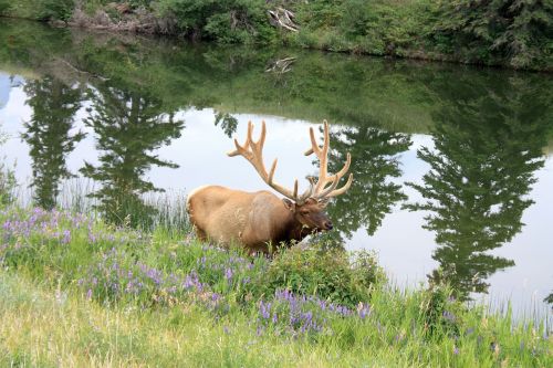 Wapiti, Hirsch, Wapiti Deer, Jašis, Nacionalinis Parkas, Jašio Nacionalinis Parkas, Kanada, Vakarų Kanadoje