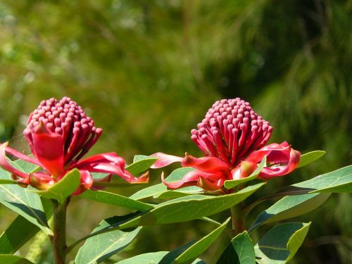 Waratah, Australia, Aussie, Flora, Gimtoji, Wildflower, Gėlė