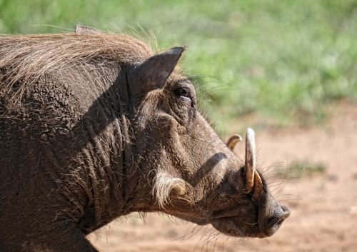 Warthog, Gyvūnas, Žinduolis, Kruger Parkas, Safari, Laukinės Kiaulės, Pietų Afrika