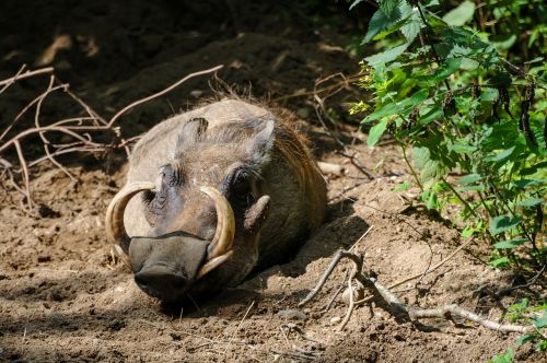 Warthog, Hauer, Zoologijos Sodas, Zoologijos Sodas Gyvūnas, Tusks, Miegoti, Paslėptas