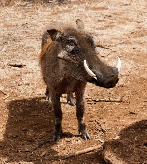 Warthog, Pietų Afrika, Savana