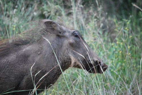 Warthog, Gyvūnas, Safari, Pietų Afrika, Kruger Parkas