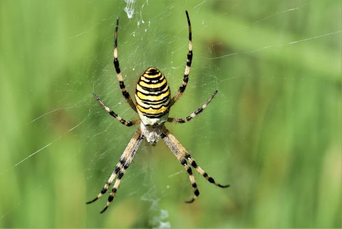 Isp Spider, Voras, Juoda, Geltona, Tinklas, Tigro Voras, Zebraspinne, Makro, Gamta, Vabzdys, Voratinklis, Uždaryti, Gyvūnų Pasaulis, Dryžuotas, Gyvūnas