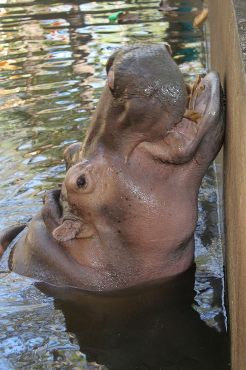 Vanduo, Hippo