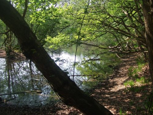 Vanduo, Medžiai, Šviesa, Atmosfera, Veidrodis