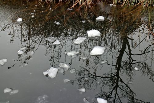 Vanduo, Ledas, Veidrodis, Sušaldyta, Augalas, Žiema, Gamta