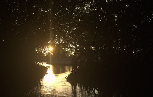 Vanduo, Tamsi, Saulės Šviesa, Saulės Šviesa, Saulėlydis, Medžiai, Upė