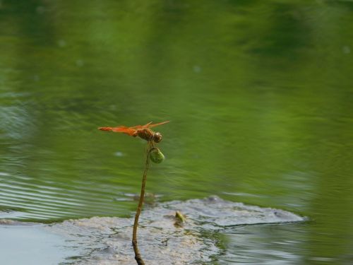 Vanduo, Oras, Žalias Vanduo