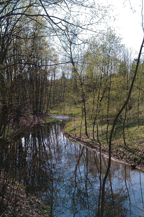 Vanduo, Gamta, Medžiai