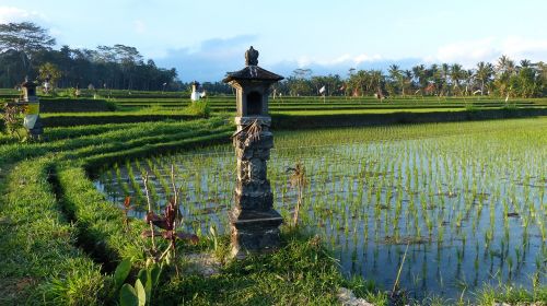 Vanduo, Gamta, Žemdirbystė, Lauke, Laukas, Bali