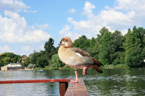 Vanduo,  Gamta,  Ežeras,  Upė,  Vasara,  Be Honoraro Mokesčio