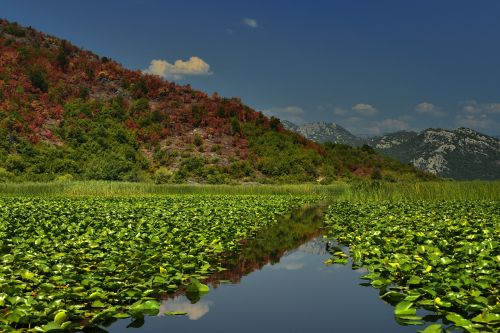 Vanduo,  Gamta,  Kraštovaizdis,  Ežeras,  Lauke,  Upė,  Kelionė,  Atspindys,  Panoraminis,  Kalnas,  Kalnas,  Lapai,  Vasara,  Montenegro,  Skadarka Ežeras,  Be Honoraro Mokesčio