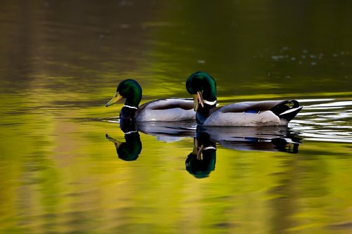 Vandens,  Mallard,  Paukščiai