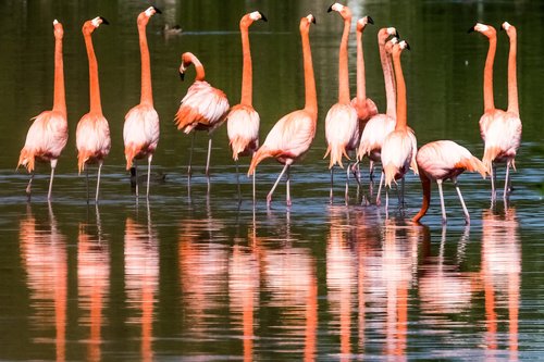 Vandens,  Paukštis,  Gyvūnijos,  Ežeras,  Pobūdį,  Flamingo,  Kuba,  Sjenaga De Zapata,  Paukštininkystė