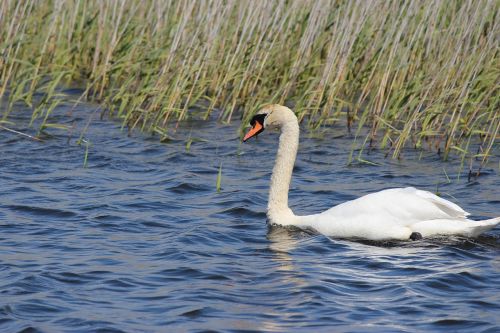 Vandens Paukštis, Baltas Gulbis, Laukinės Gamtos Fotografija, Poilsis, Atsipalaidavimas, Romantiškas