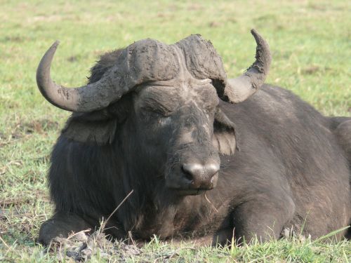 Azijinis Buivolas, Safari, Afrika, Botsvana, Chobe