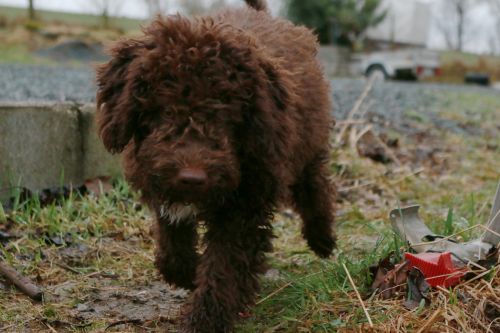 Vandens Šuo, Lagotto, Šuo