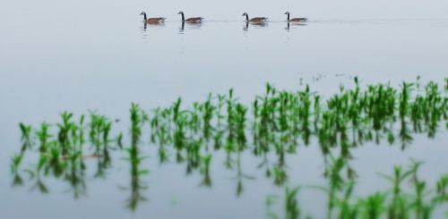 Vandens Paukščiai, Upė, Vanduo, Paukščiai, Gamta, Paukštis, Snapas, Plunksna, Lauke, Tvenkinys, Ežeras, Laukinė Gamta, Flock, Žąsys, Natūralus, Grupė, Kaimas