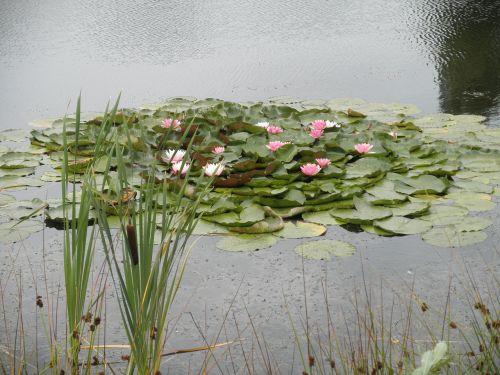 Vandens Lelijos, Tvenkinys, Rožinis, Gėlės