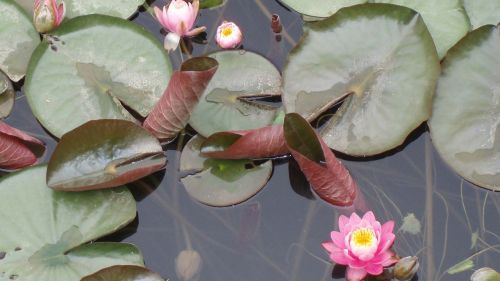 Vandens Lelijos, Gėlės, Tvenkinys