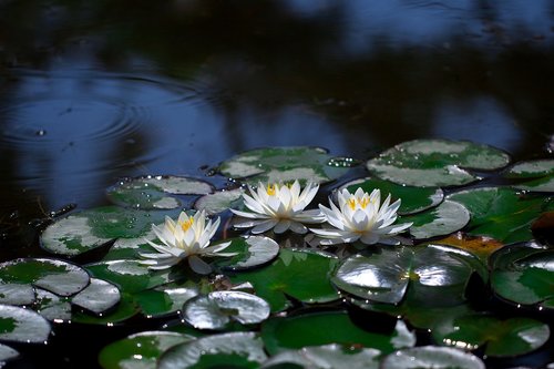 Vandens Lelijos,  Tvenkinys,  Lotus,  Vandens Augalai,  Balta Gėlė,  Tvenkinys Augalai,  Wildflower