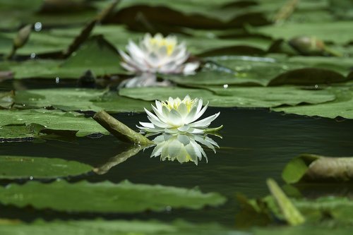 Vandens Lelijos,  Balta Mokymas,  Gėlės,  Lotus,  Tvenkinys