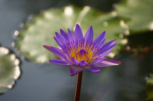 Vandens Lelijos,  Gėlės,  Lotus,  Gamta