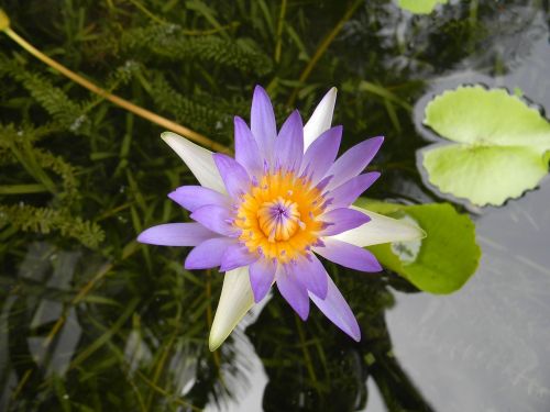 Vandens Lelija, Gėlė, Nymphaea