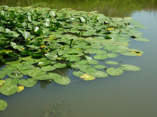 Vandens Lelija, Tvenkinys, Vandens Augalas