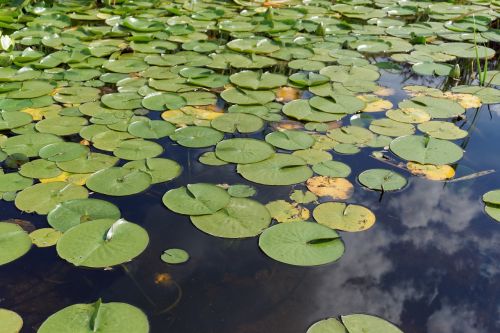 Vandens Lelija, Vanduo, Augalas, Gamta, Vandens Augalas