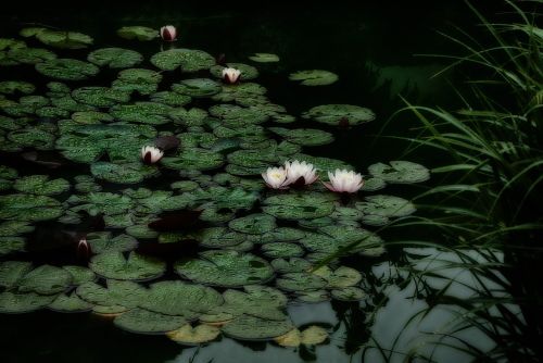 Vandens Lelija, Vandens Augalas, Nuphar, Gamta, Vanduo