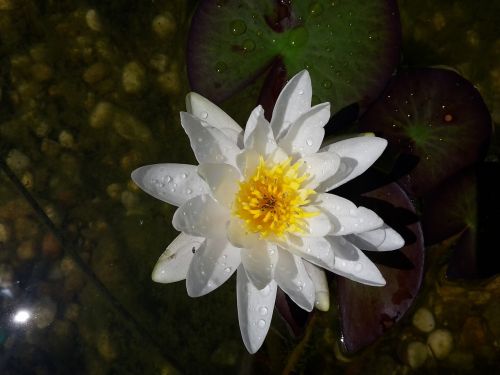 Vandens Lelija, Nuphar Lutea, Gėlės, Vanduo, Saulė, Vasara