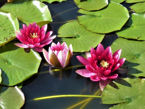Vandens Lelija, Lotuso Gėlė, Tvenkinys, Mygtukas, Zen, Rožinis, Žiedlapiai, Žydėti