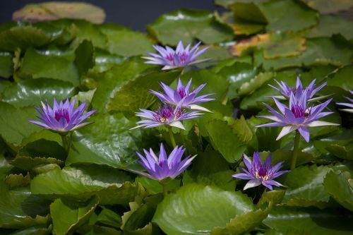 Vandens Lelija, Augalas, Tvenkinys, Vandens Augalas, Violetinė