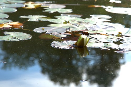 Vandens Lelija,  Tvenkinys,  Lūgnė Lutea,  Sodo Tvenkinys,  Lotus,  Lake Rosengewächs,  Vandens Augalų,  Vandens,  Pobūdį,  Žiedas,  Žydi,  Gėlė,  Žydi,  Augalų,  Tvenkinys Gėlių,  Tvenkinys Augalų,  Vandens Gėlė,  Lapai,  Sodas,  Augmenija