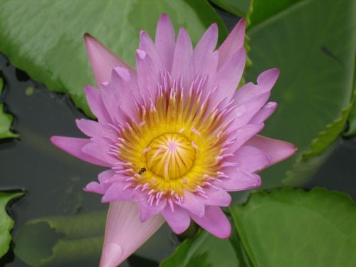 Vandens Lelija, Gėlė, Lelija, Tailandas