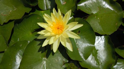 Vandens Lelija, Geltona Gėlė, Gamta, Bermudai