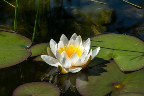 Vandens Lelija,  Gėlė,  Vandens Augalas,  Vanduo,  Nuphar Lutea,  Tvenkinys,  Ežeras Pakilo,  Balta Gėlė,  Augalas,  Sodas