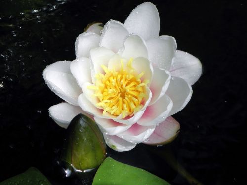 Vandens Lelija, Tvenkinys, Balta Gėlė