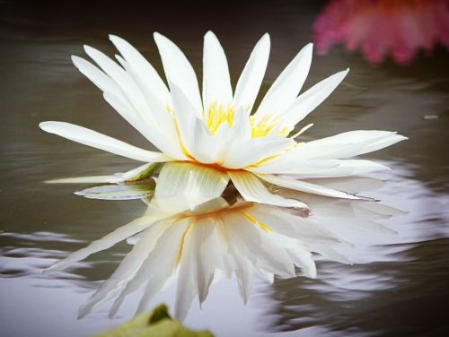 Vandens Lelijos Gėlė, Gamta, Balta, Tvenkinys, Vasara, Gwangokji, Vandens Augalai